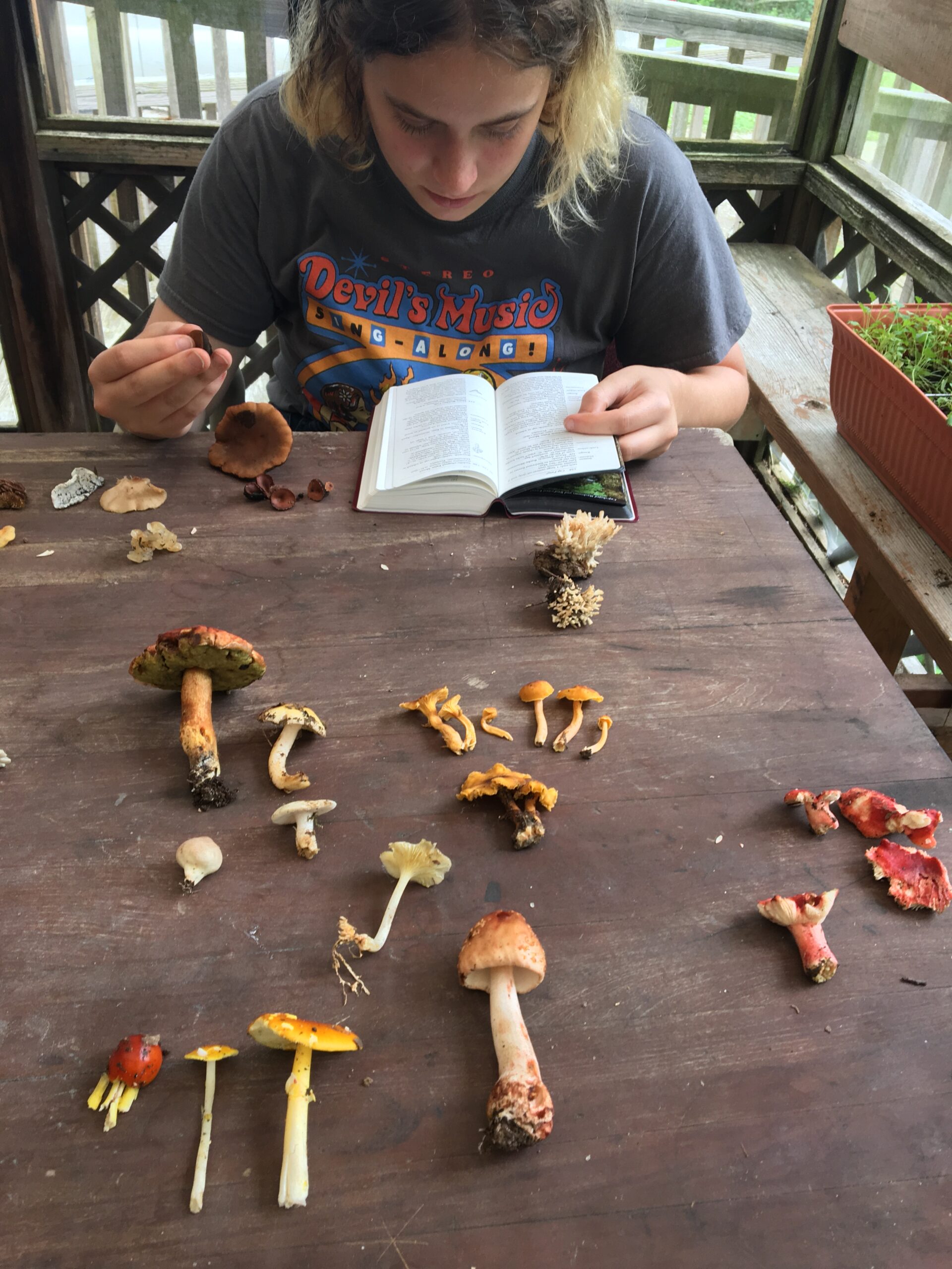 ID of mushrooms
